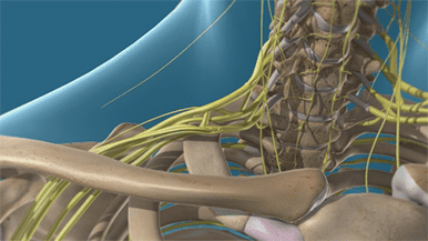 Brachial Plexus featured.png