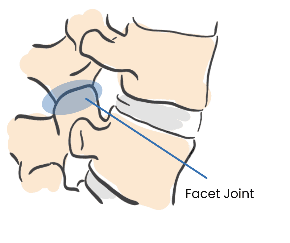 OOC Spine facet joint interior photo